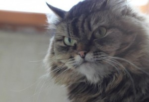 Create meme: norwegian forest cat, cat, Tomcat