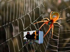 Create meme: The spider cross weaves a web, a spider spinning a web, spider web