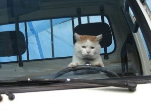 Create meme: the cat behind the wheel, cat
