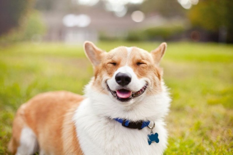 Create meme: Welsh Corgi, welsh corgi pembroke, The smiling corgi dog