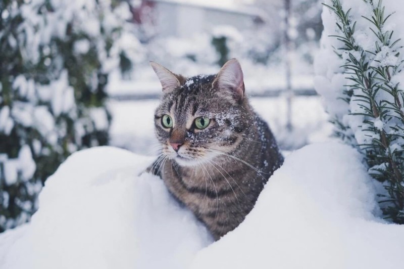 Create meme: cat , the cat is beautiful, European forest shorthair cat