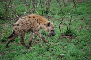 Создать мем: самка гиены, пятнистая гиена crocuta crocuta, псевдопенис гиены