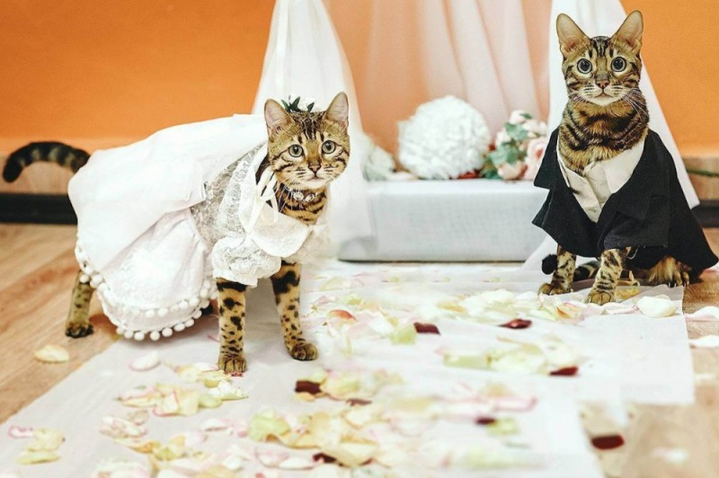 Create meme: The groom's cat, The cat wedding, a cat in a wedding dress