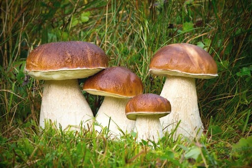 Create meme: edible mushrooms, mushroom boletus, chavashla mushrooms have grown