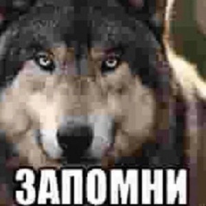Create meme: wolf, wolf wolf, wolf loner