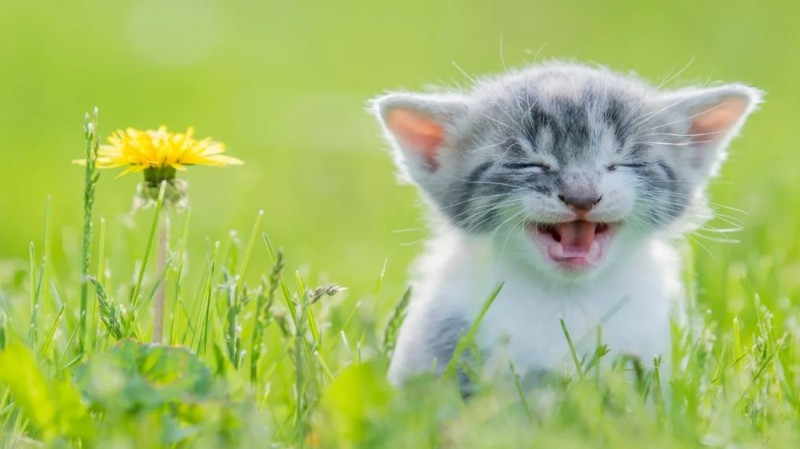 Create meme: summer cat, a cat that gently meows, kittens stock