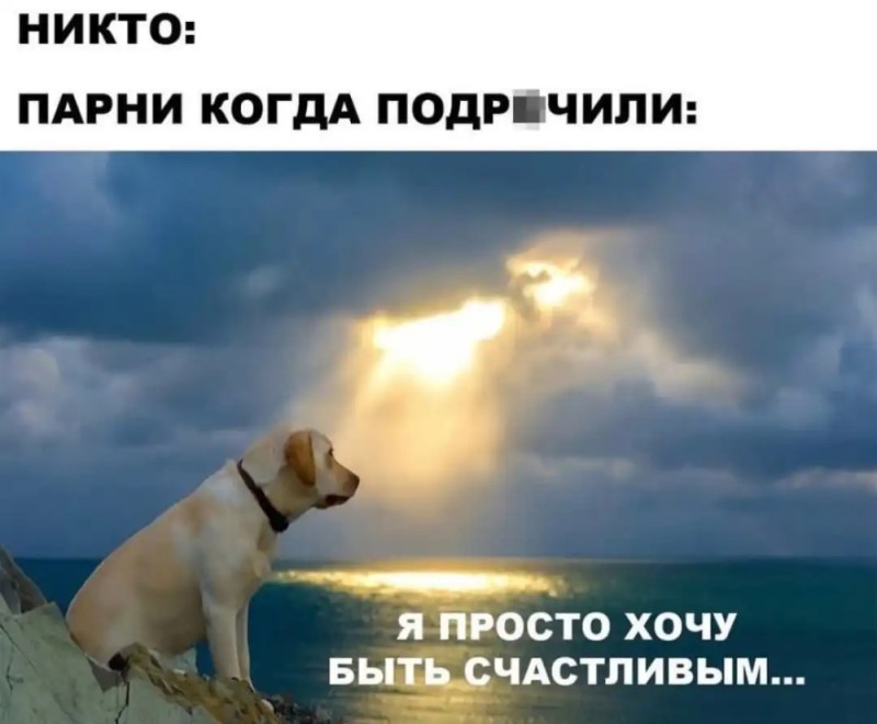Создать мем: собака на море, собака лабрадор, свежий юмор
