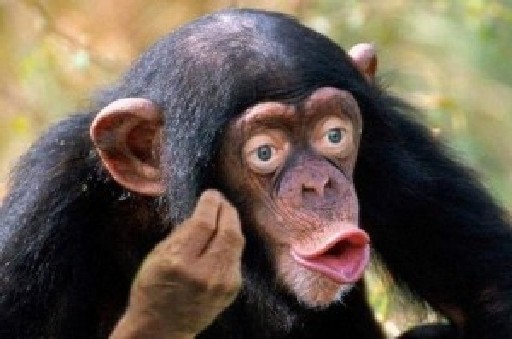 Create meme: chimp meme, monkey with lips, male chimpanzees