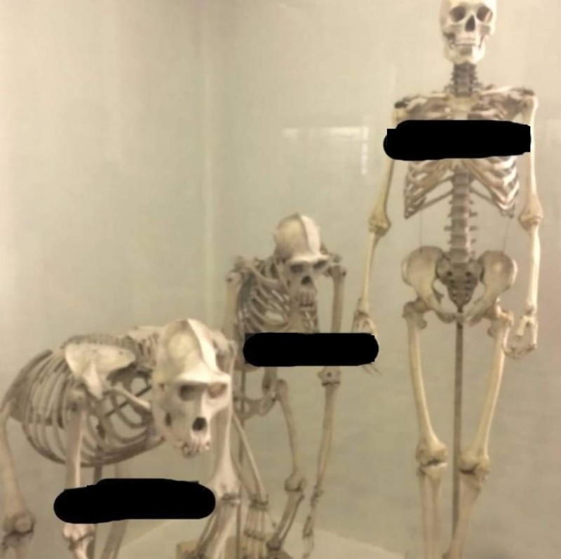 Create meme: zoological museum human skeleton, the skeleton is real, human skeleton