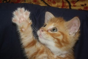 Create meme: the cat raised paw, cat gives paw photo, red cat paw photo