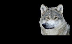 Create meme: wolf wolf, auf wolf, the wolf wolf wolf