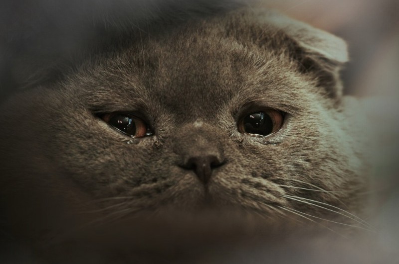 Create meme: sad cat , crying cat, sad british cat