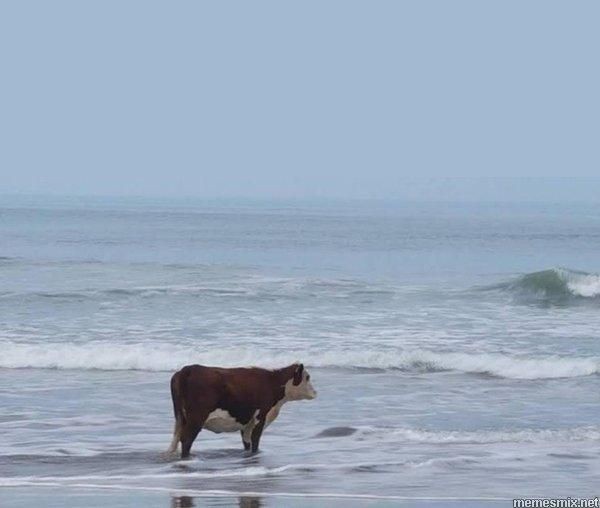 Создать мем: просто интересно сколько я еще выдержу мем с коровой, корова в море, корова смотрит на море