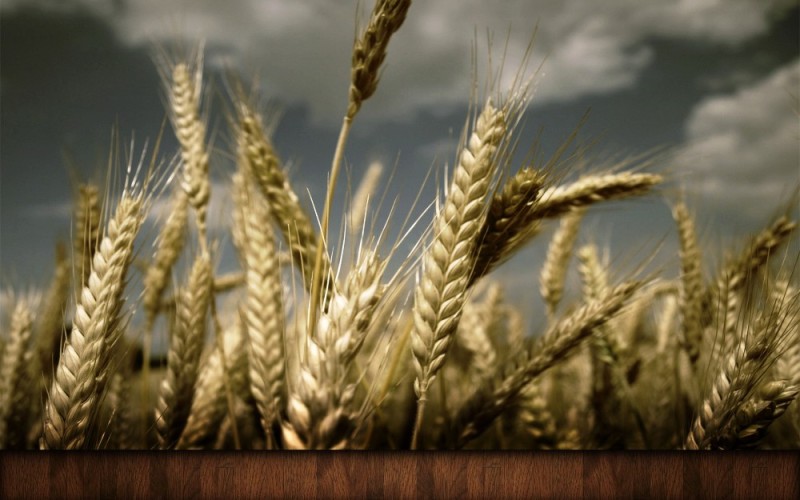 Создать мем: колосья пшеницы, пшеница рожь, озимая пшеница
