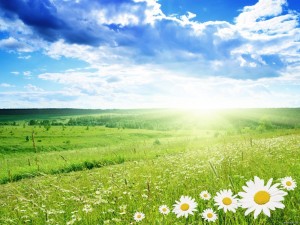 Create meme: Sunny summer, summer meadow