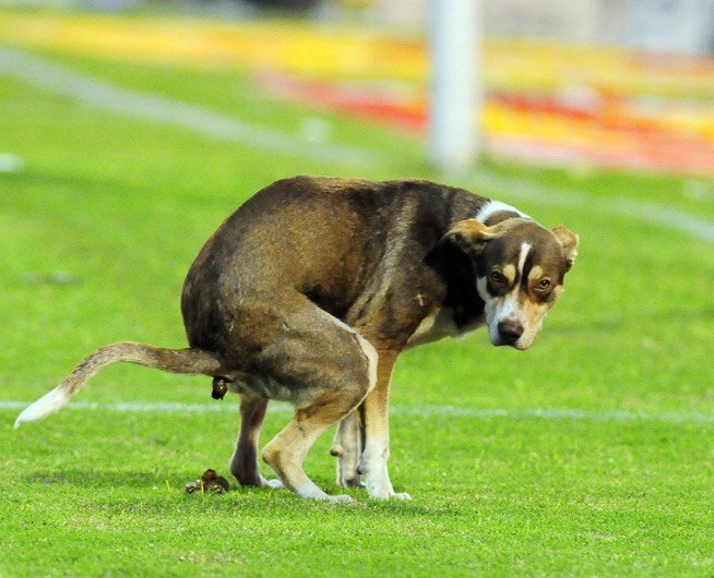 Create meme: a shitting dog, shitting dog, The humpback dog