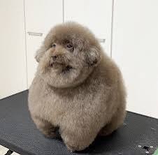 Create meme: fat poodle, the poodle is cute, kokoro poodle