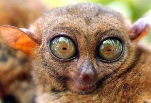 Create meme: lemur, lemur, eyes