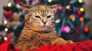 Create meme: Christmas cat, cat new year, Christmas seals