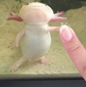 Create meme: Toy, African clawed frogs, axolotl
