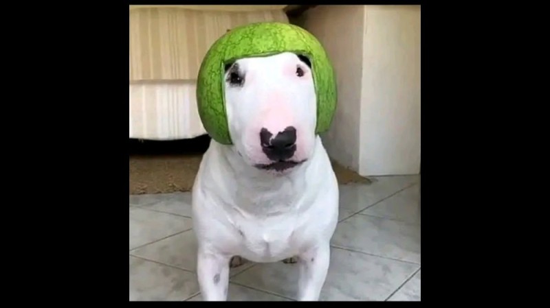 Create meme: carbon monoxide dog, a dog in a watermelon helmet, walter dog