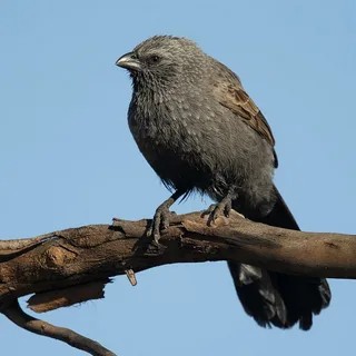 Create meme: bird bird, grey bird, jackdaw bird