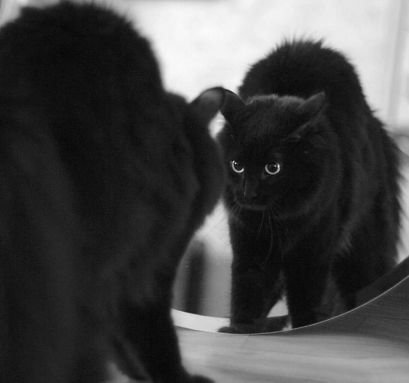 Create meme: black cat , black cat , The black cat is peeking out