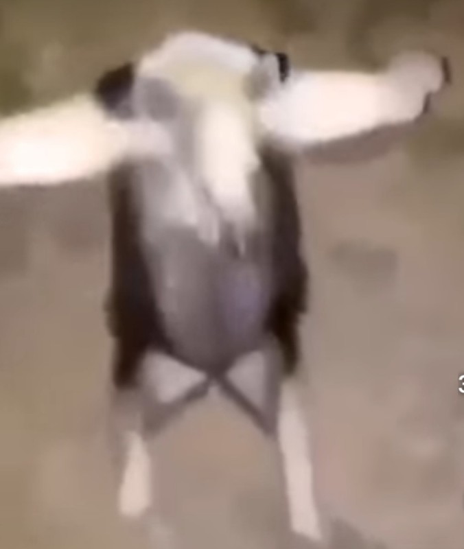 Create meme: flash format, anteater in a fighting stance, pose