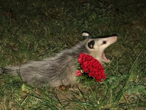 Create meme: possum runs screaming, opossums
