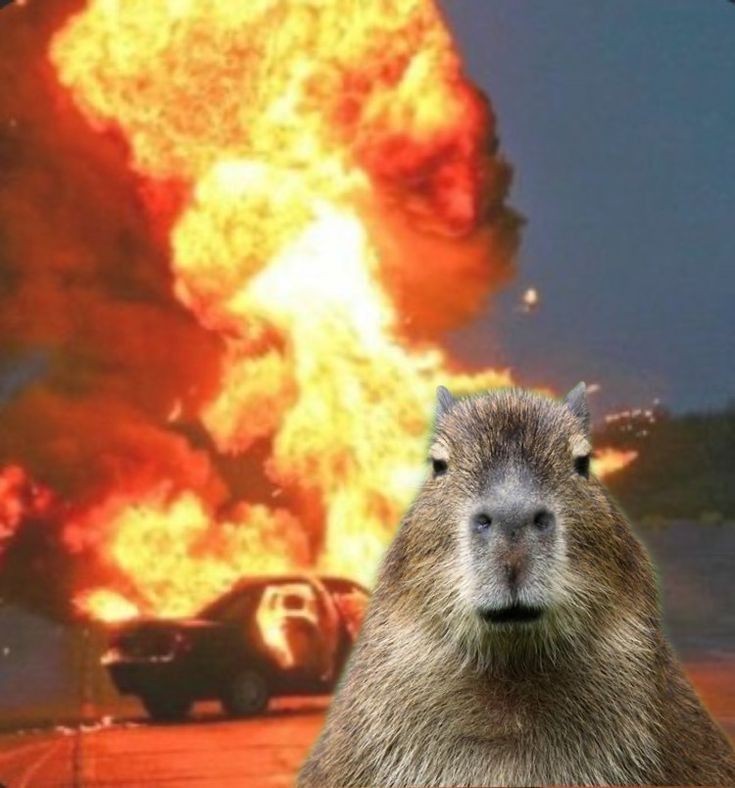 Create meme: explosion in the background, the capybara , a pet capybara