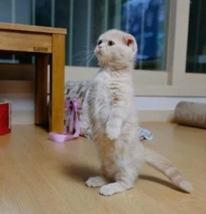 Create meme: Scottish fold, Scottish fold cat