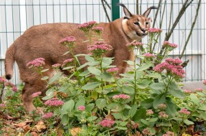 Создать мем: кот каракал, каракал гера, каракал кошка