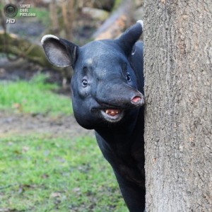 Create meme: Tapir