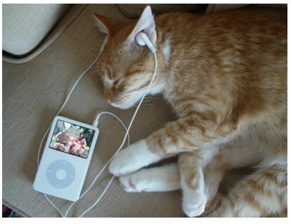 Create meme: the cat listens to music, cat with headphones, cat with headphones