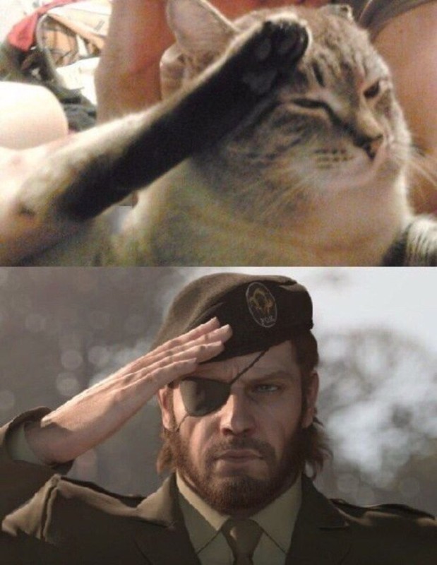 Create meme: honor meme, snake salutes, the cat salutes