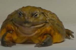 Create meme: the bull frog water pot, African bull frog, the bull frog