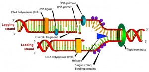 Создать мем: схема репликации днк, dna replication enzymes, dna polymerase