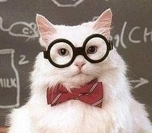 Create meme: cat chemist, cat chemist meme, seals and science