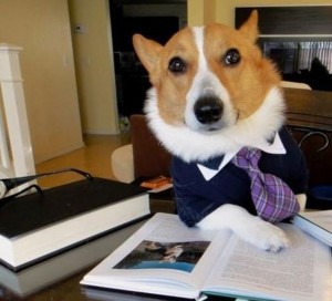 Create meme: dog, Dog, dog lawyer