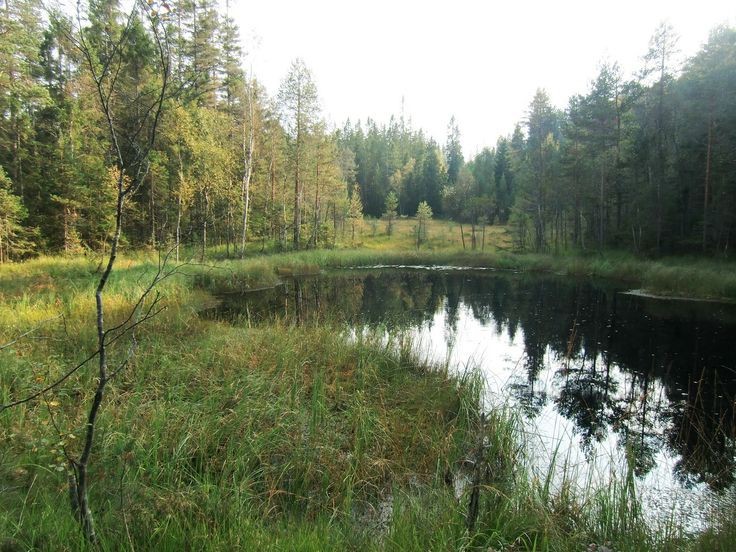 Create meme: lake , tea lake in Smolkino, forest lake