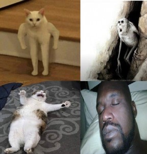 Create meme: meme cat, funny cats, cat