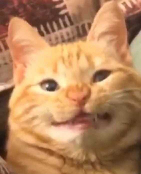 Create meme: The cat from the meme is smiling, cat sneezes, the cat laughs