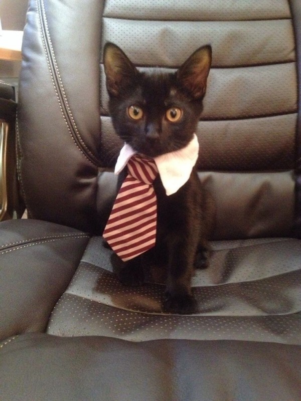 Create meme: a cat tie, the cat in the jacket, a cat in a suit