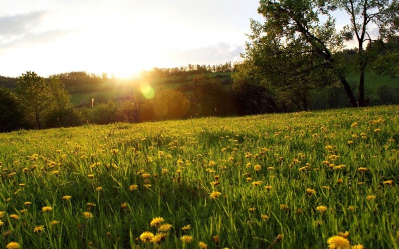 Create meme: field of dandelions, nature meadow, dandelions in the meadow