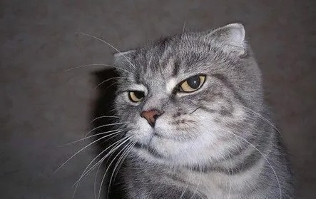 Create meme: cat , scottish fold cat, gray Scottish fold cat