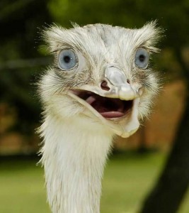 Create meme: ostrich, ostrich demotivator, funny animals