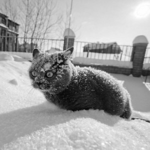 Create meme: winter cat, cat in snow meme