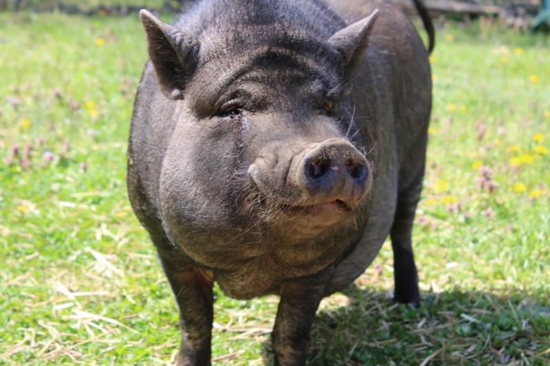 Create meme: vietnamese lop - bellied pig dwarf, breed of pigs, Vietnamese pot-bellied pig