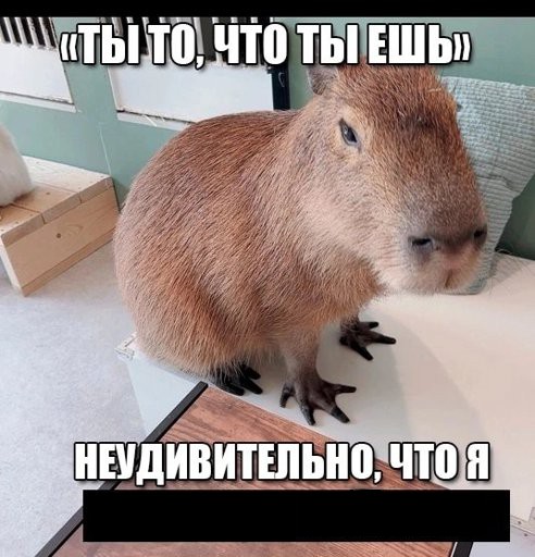 Create meme: capybara memes with inscriptions, cool capybaras, capybara is funny