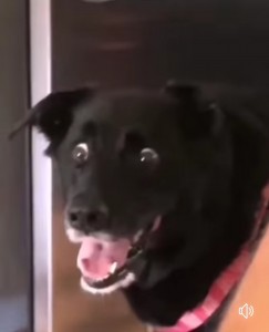 Create meme: dog, scared dog, a dog in shock